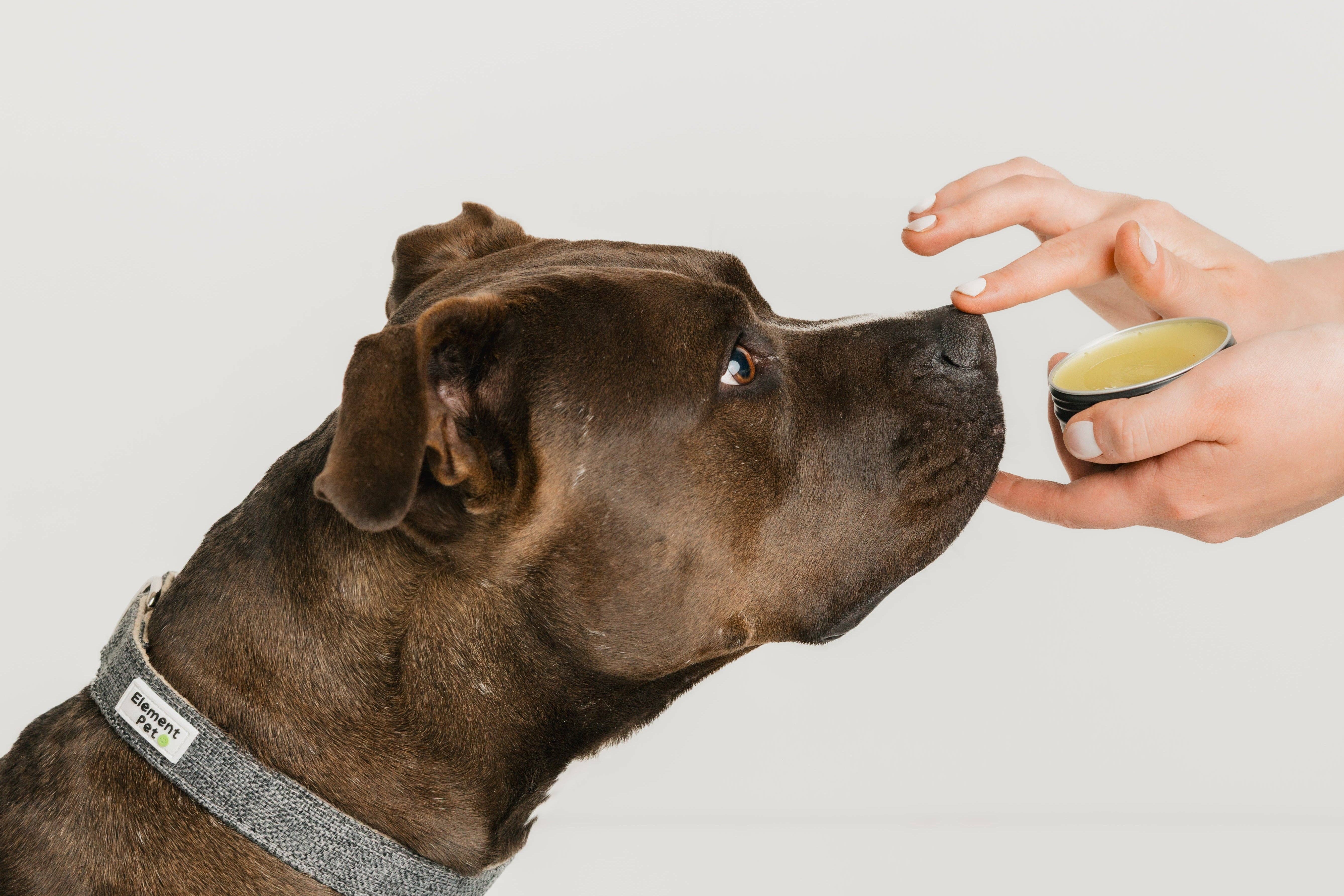 Element Pet Company - Wholesale Pet Balm - Dog - Nose & Paw Balm1