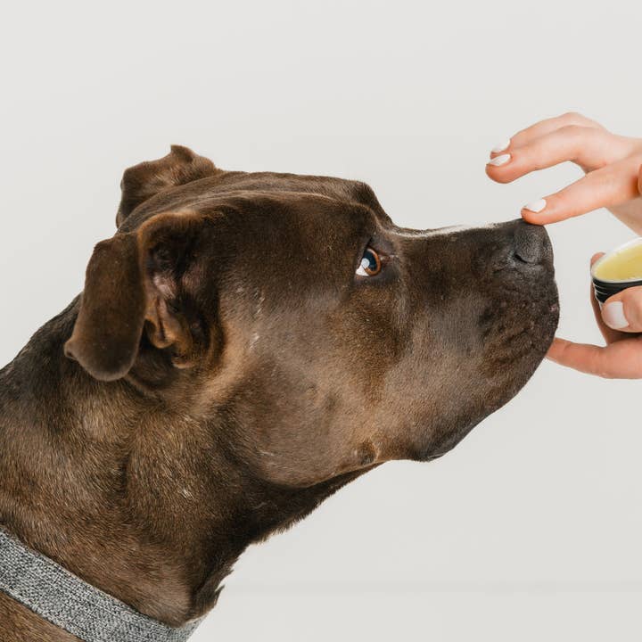 Element Pet Company - Wholesale Pet Balm - Dog - Nose & Paw Balm1