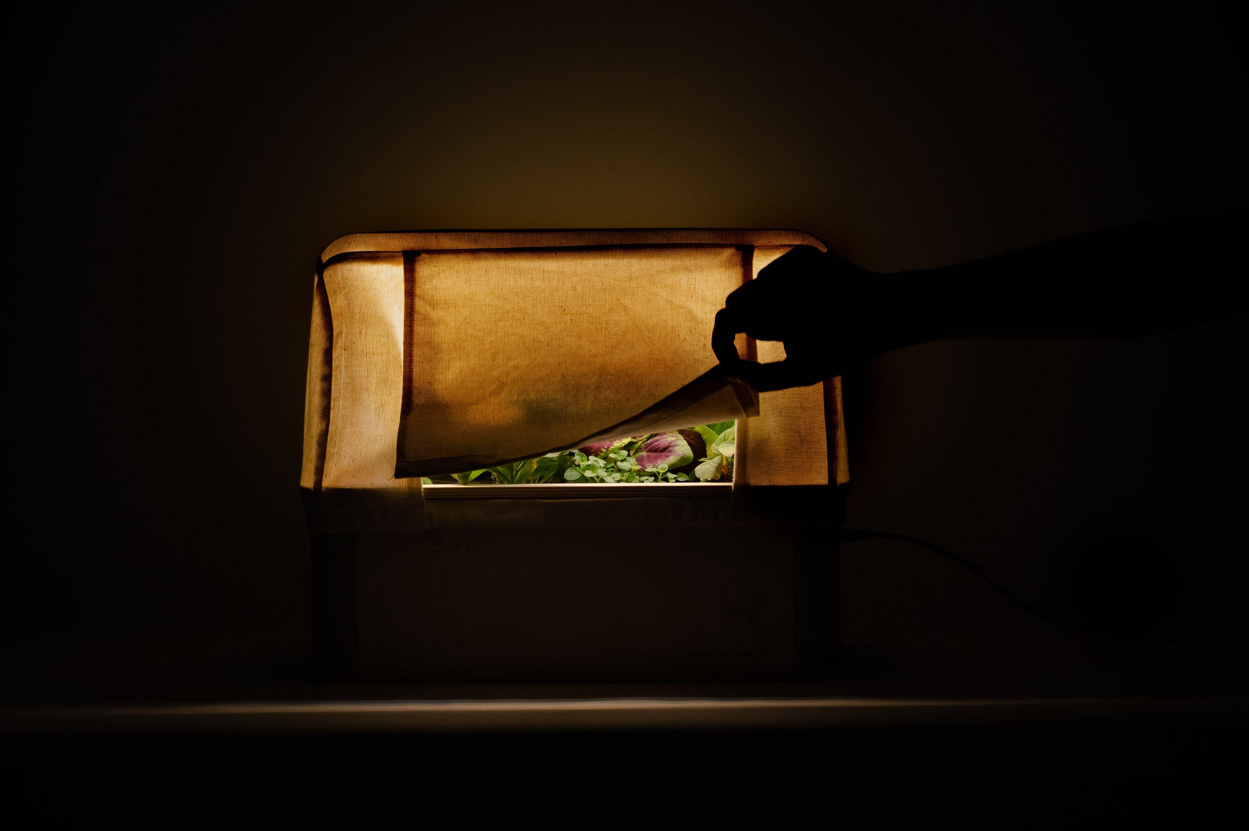 BerlinGreen – wholesale Plant seeds – GreenBox Great Variety Bundle4