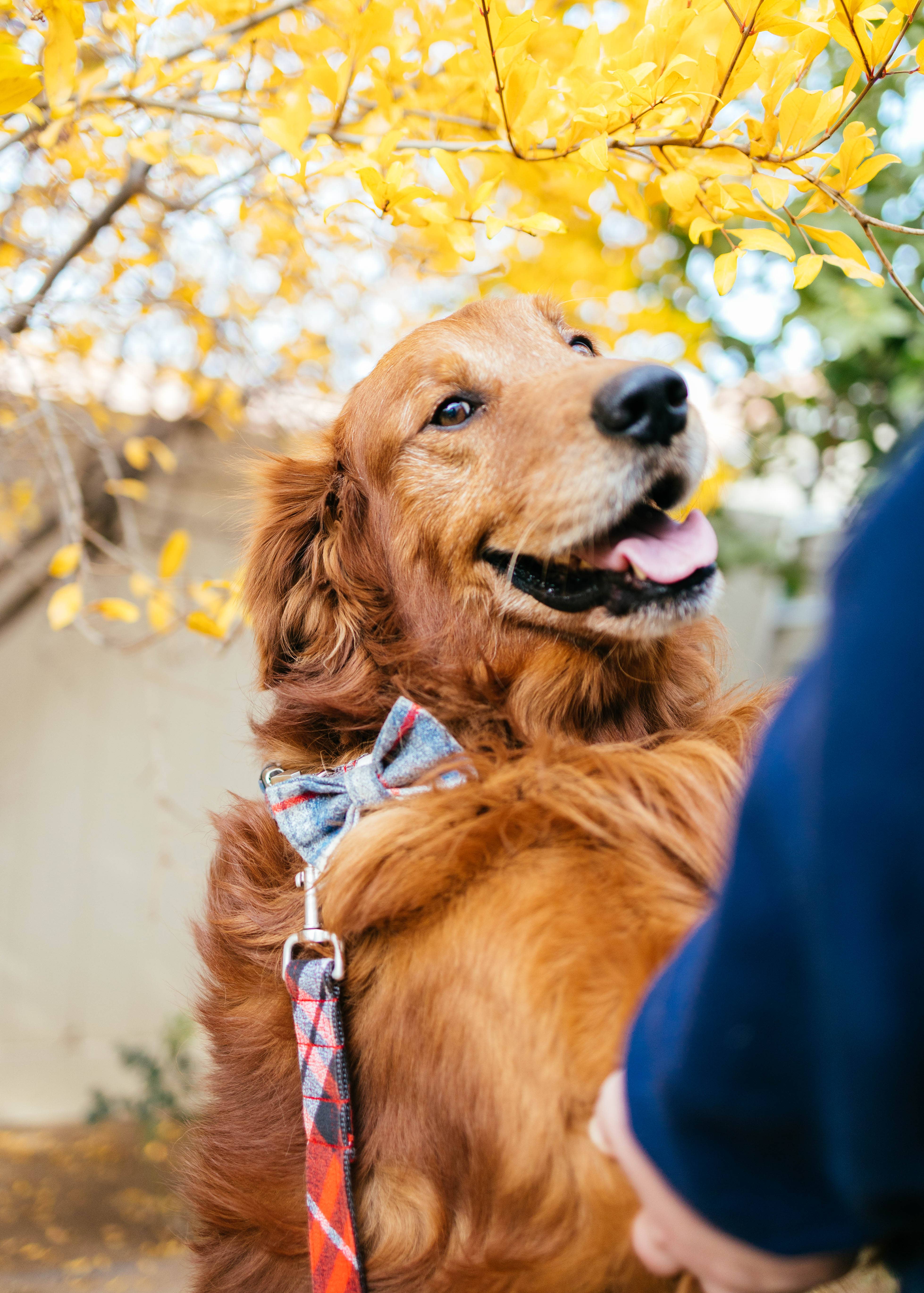 Mimi Green - Wholesale Pet Bow Tie - Dog - Flannel Pj's Plaid Dog Collar Bow Tie4