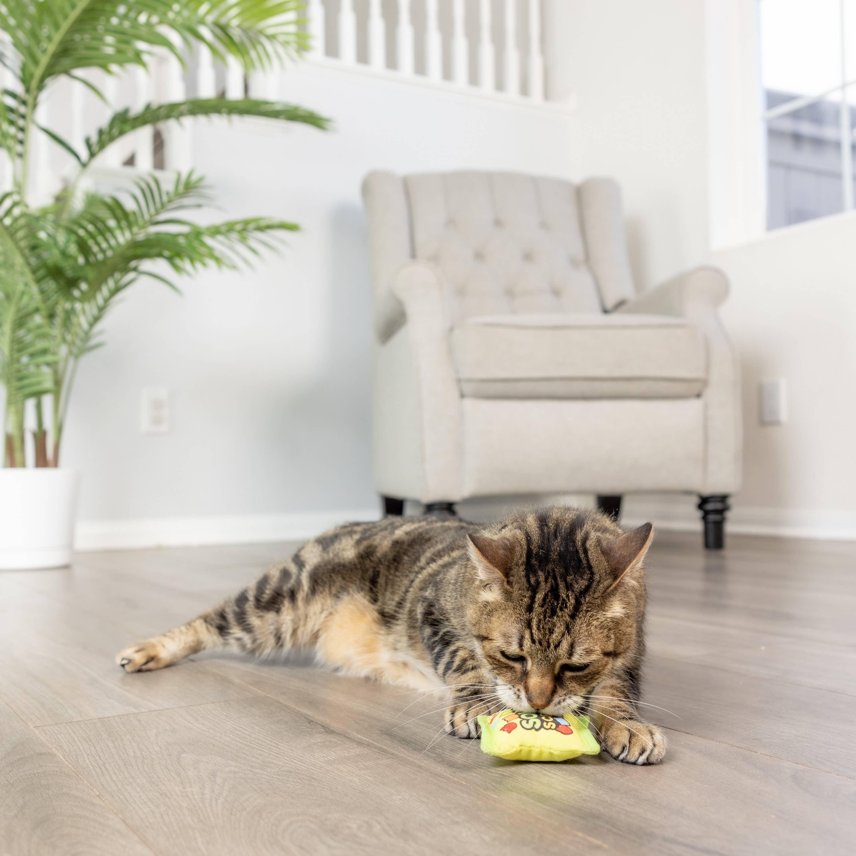 Huxley & Kent - Wholesale Speeltje - Kat - Zure Scratch Kats Katten Speelgoed6