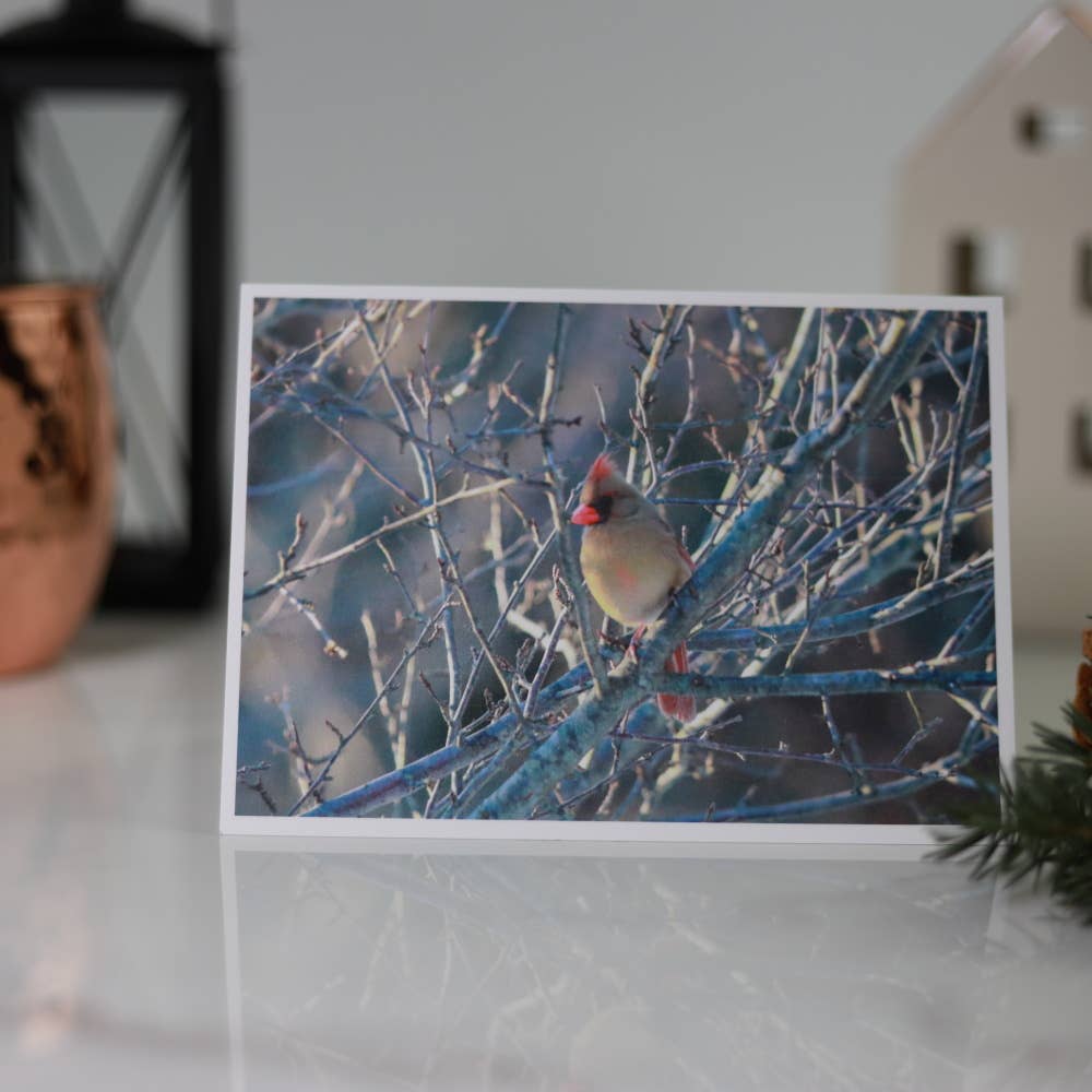 New England Prints - Wholesale Stationery/Notecard Set - Box of 5 All Occasion Majestic Bird Blank Note Cards7