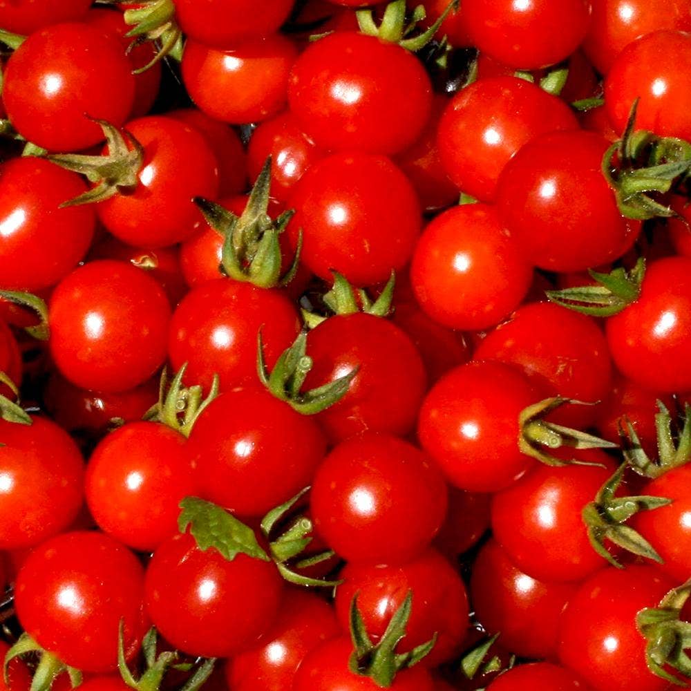 Sow True Seed - Wholesale Plant Seeds - Cherry Tomato Seeds - Tiny Tim0