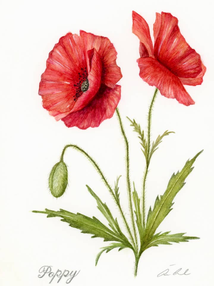 Poppy for wholesale by Artwork by Aine
