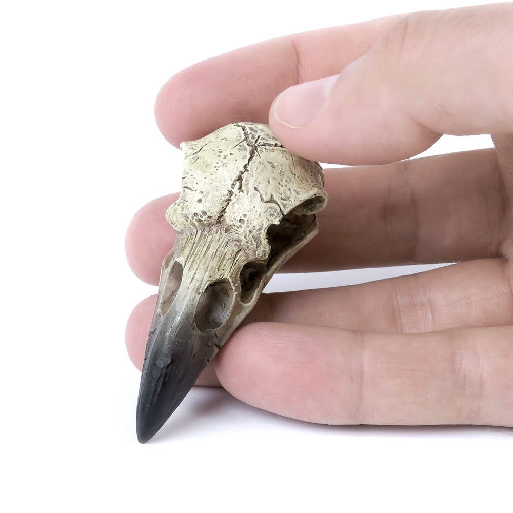 Alchemy Of England (Alchemy USA Distributor) - Wholesale Ornament - Reliquary Raven Skull (Table Ornament)2