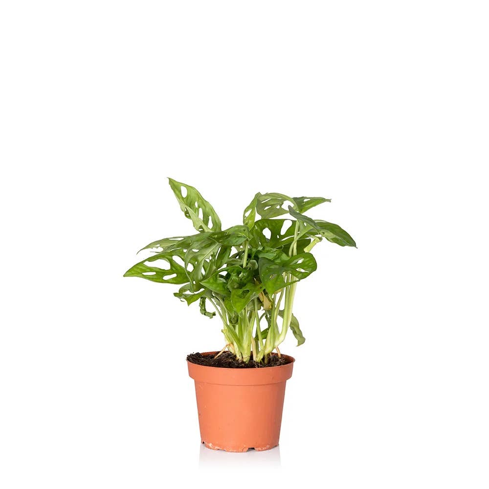 The Little Botanical – wholesale Live plant – Monstera Monkey Leaf 🐒2