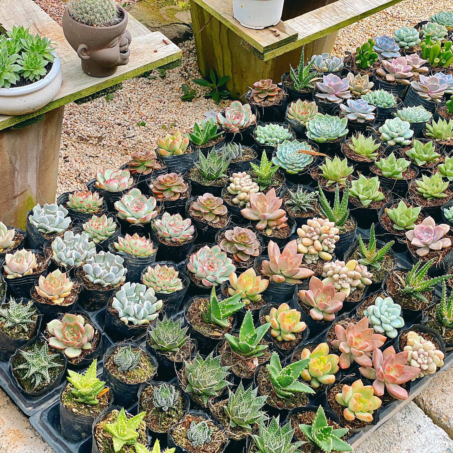 Best Plant Friend - Vente Succulentes - Plateau à succulentes aléatoire - 64 plantes succulentes vivantes en vrac - Pot de 2 pouces12
