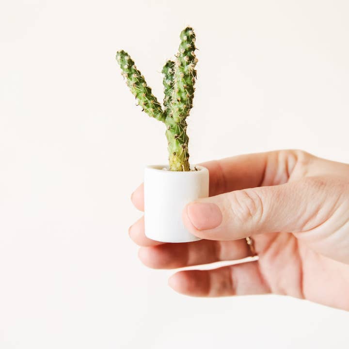 Jungle Club - Wholesale Plant Pot - Tiny Pot | White