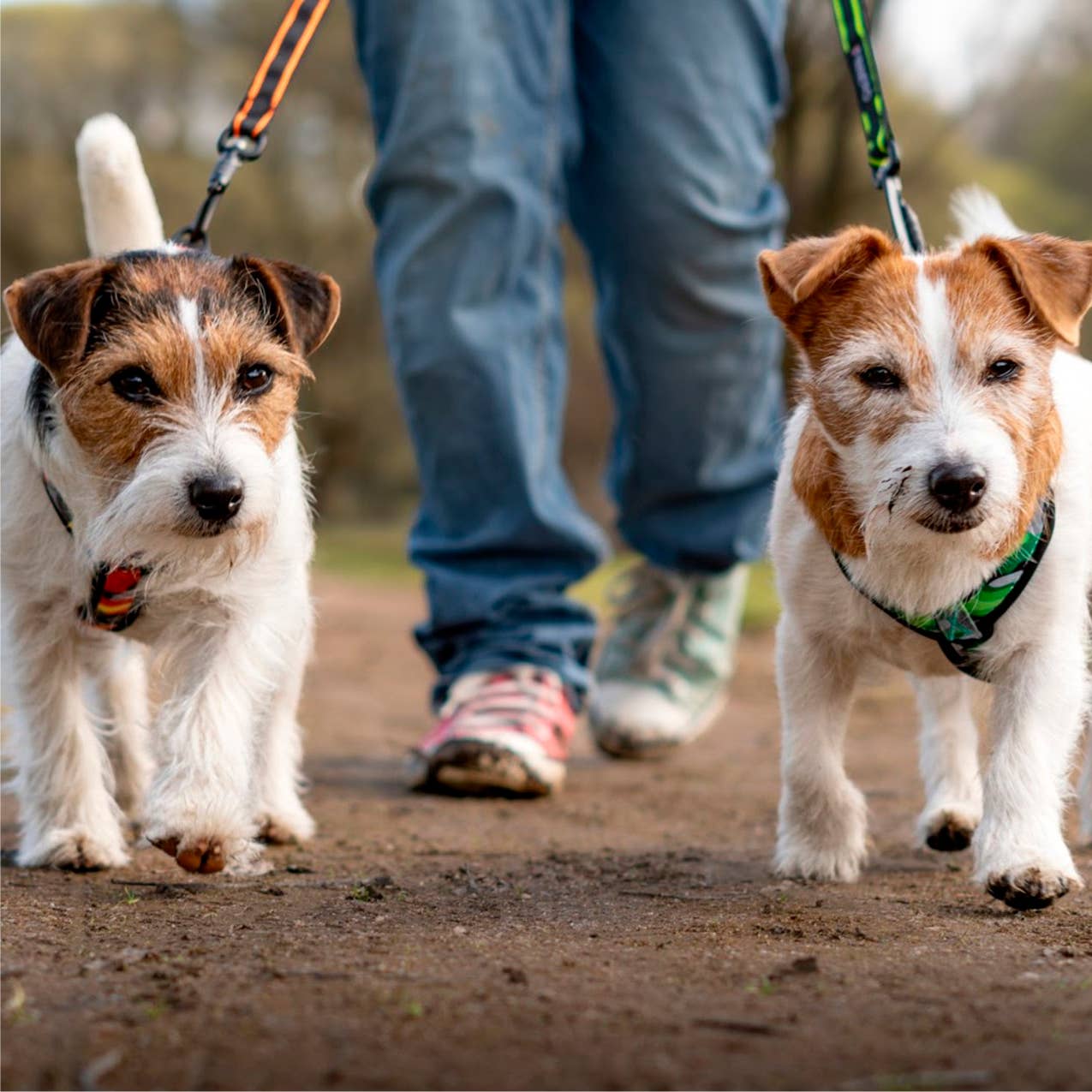 FINNERO - Vente Laisse – chien - Laisse élastique FINNERO POWER pour chien, 2 couleurs3
