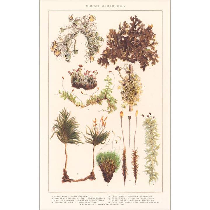 Found Image Press - Wholesale Stationery/Notecard Set - Greeting Card PL-23 Varieties of Moss