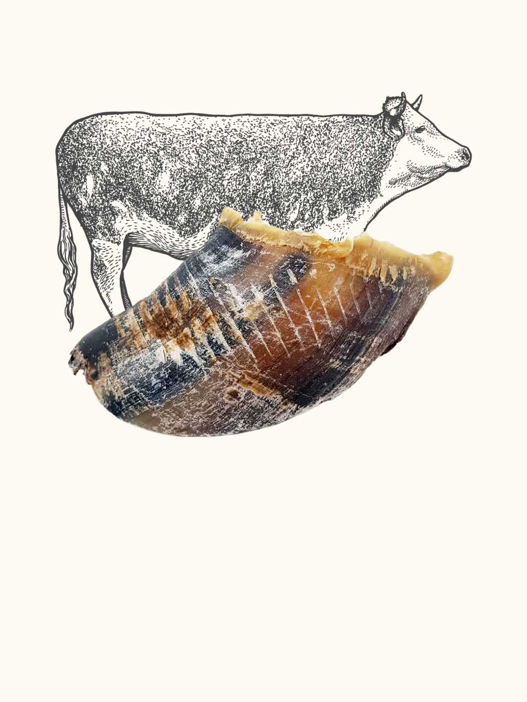 Truffe Délice – wholesale Pet bone/rawhide – Dog – Beef hoof0