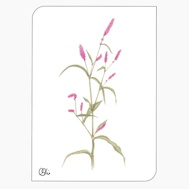 Postkarte - Floh-knöterich - Pflanzenaquarell -Wildpflanzen für den Großhandel von christine wiegelmann design