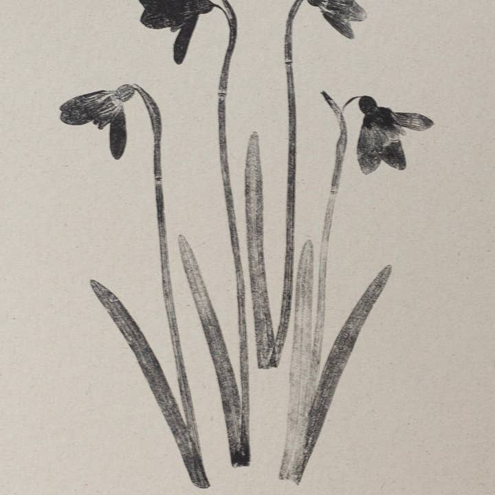 Alicia Breakspear - Wholesale Art Print - Botanical Art Print A5 A4 A3 Snowdrops Flower 2