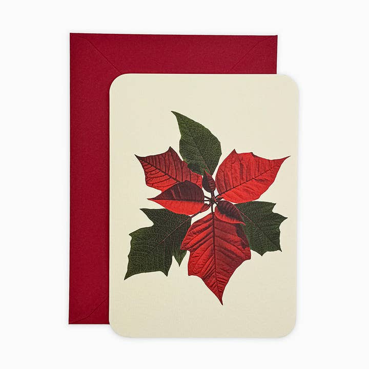 Canonbury Press - Vendita all'ingrosso Biglietti di auguri di Natale - Biglietto di Auguri di Natale con Stella di Natale | Biglietto di Natale0