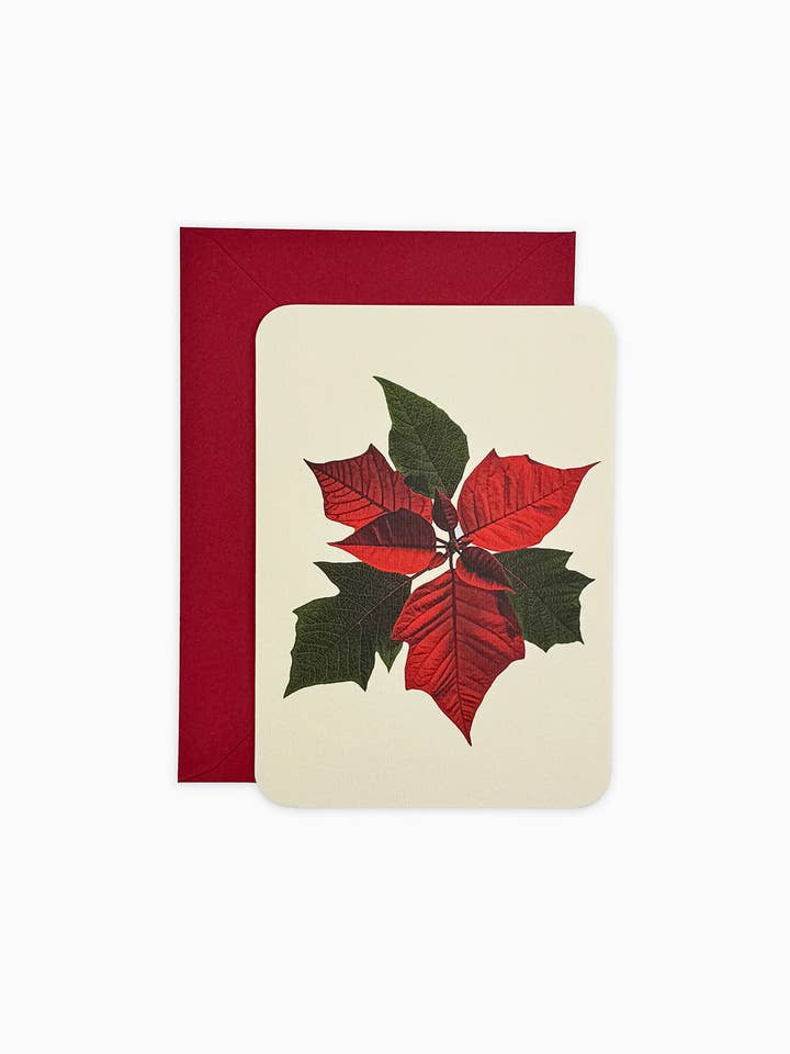 Biglietto di Auguri di Natale con Stella di Natale | Biglietto di Natale per la vendita all'ingrosso da parte di Canonbury Press