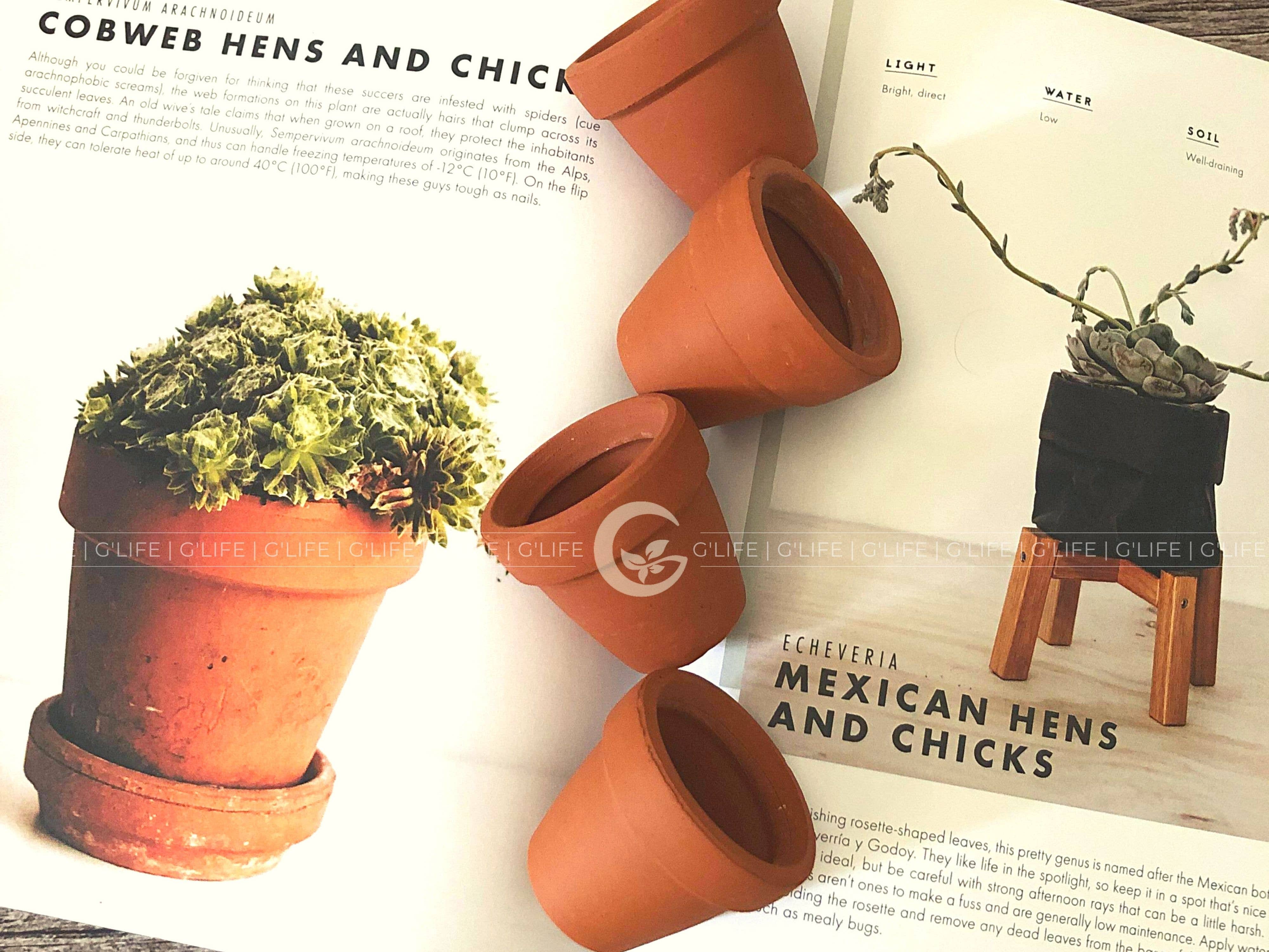 GLifee - Wholesale Plant Pot - 2" Tiny Terracotta Clay Plant Flower Pot - Drainage Hole6