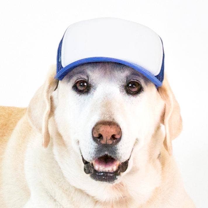 PupLid – wholesale Hatt - Hund – Blank Foam truckerkeps för hundar44