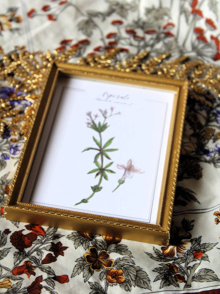 Vintage botanical watercolor postcard woodruff for wholesale by Au cœur des lunes