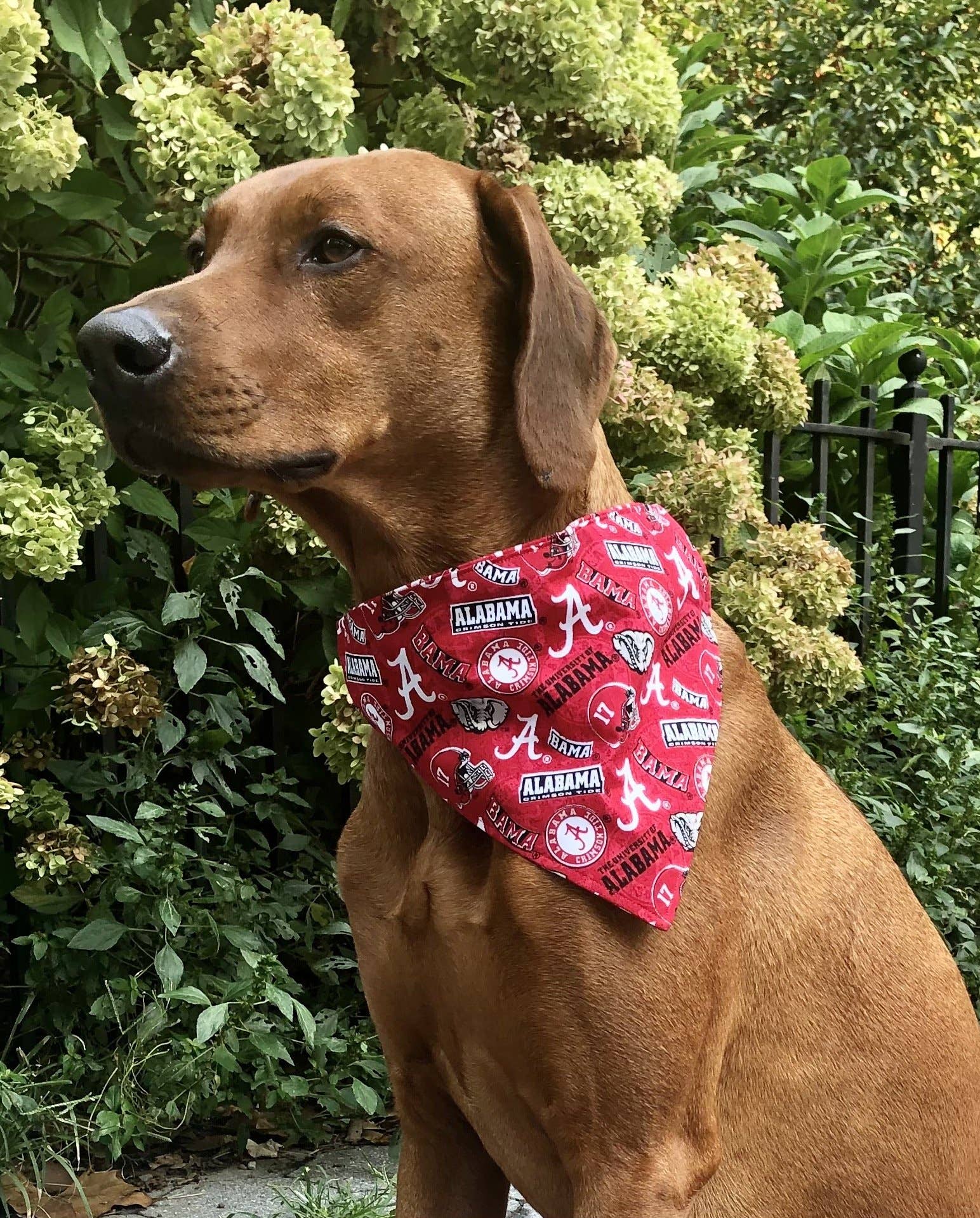 Buffalo Bills Dog Bandana – Koa's Ruff Life