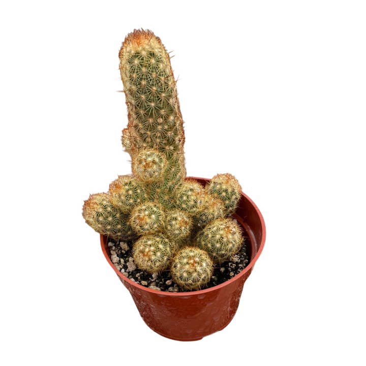 Copper King Cactus | 4 inch | Mammillaria elongata for wholesale by Succulent Wholesale
