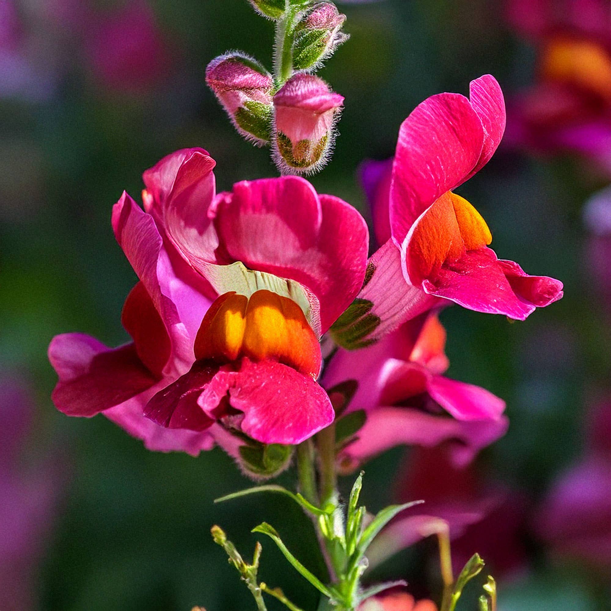 Chive Canada - Wholesale Plant Seeds - Shido Snapdragon Flower Seeds Packet - Plant Themed Gifts2