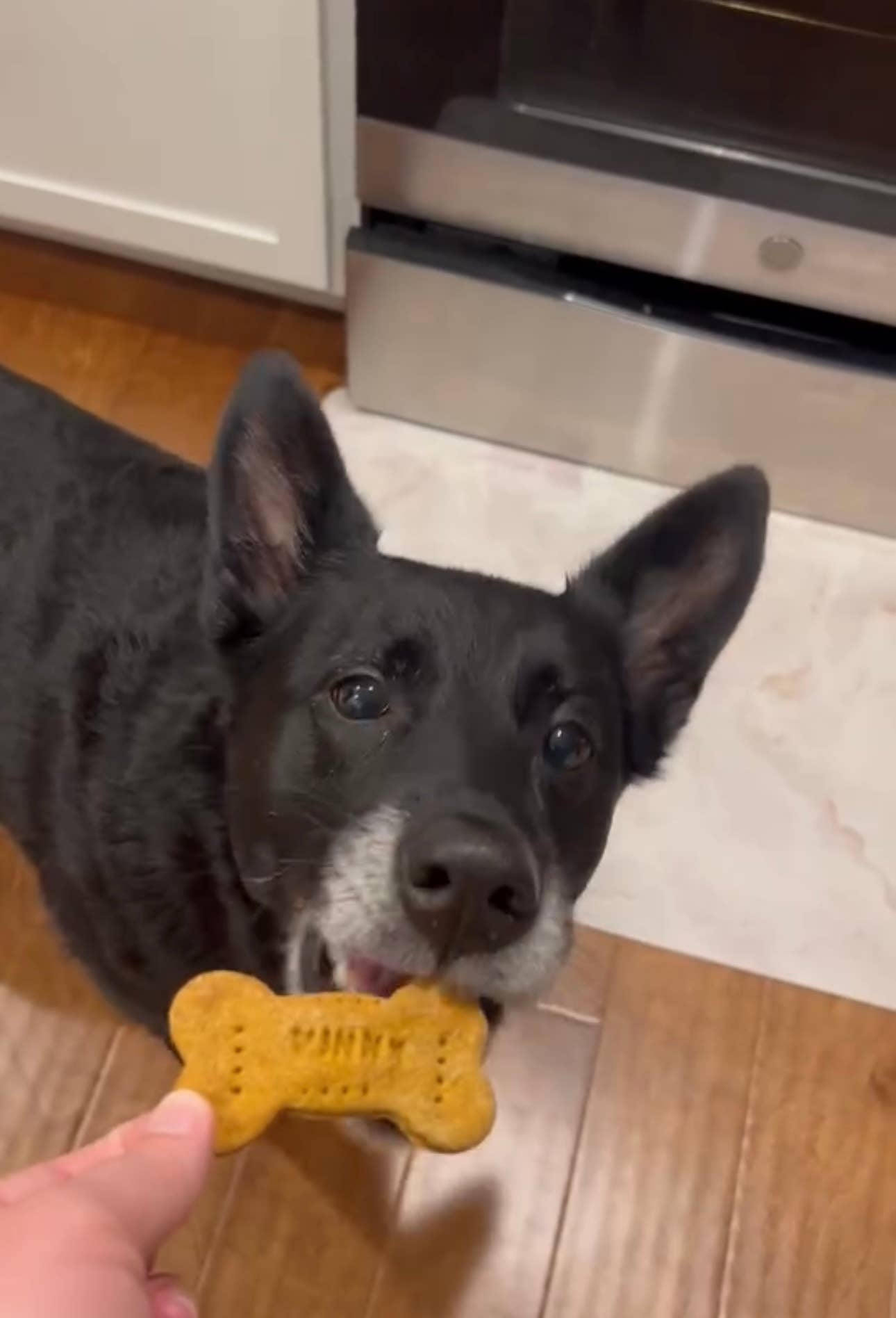 Vinny's Munch & Play - Wholesale Pet Biscuit - Dog - Pumpkin Peanut Butter Dog Biscuit 1