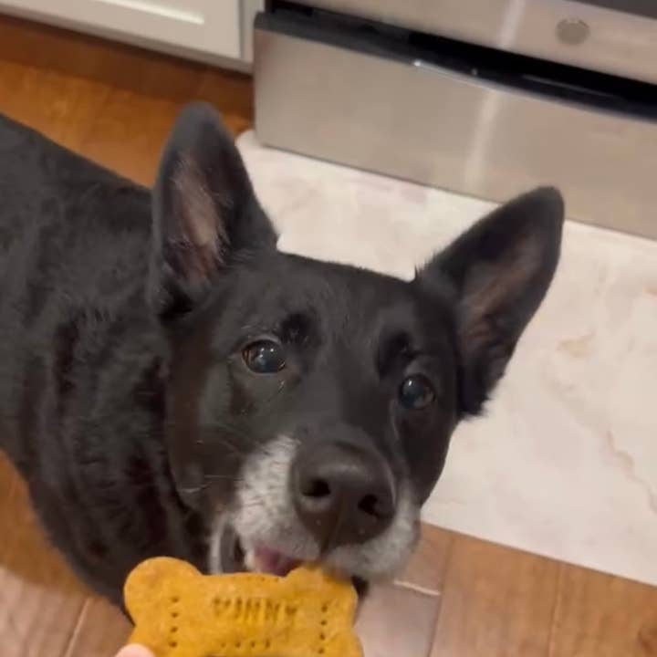 Vinny's Munch & Play - Wholesale Pet Biscuit - Dog - Pumpkin Peanut Butter Dog Biscuit 1