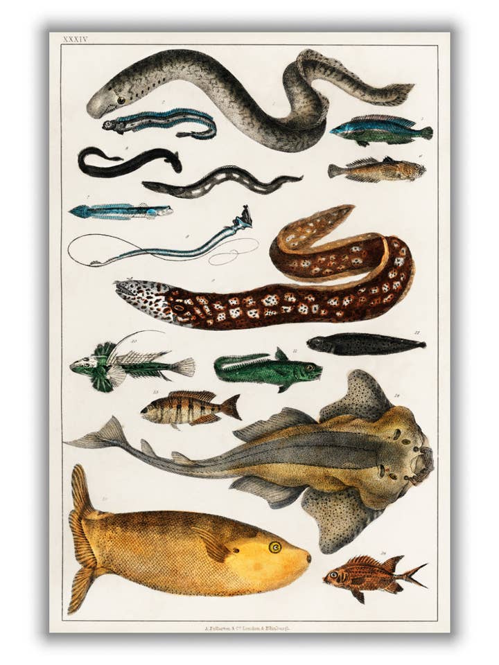 Colección de peces II para venta al por mayor de Stanley Print House
