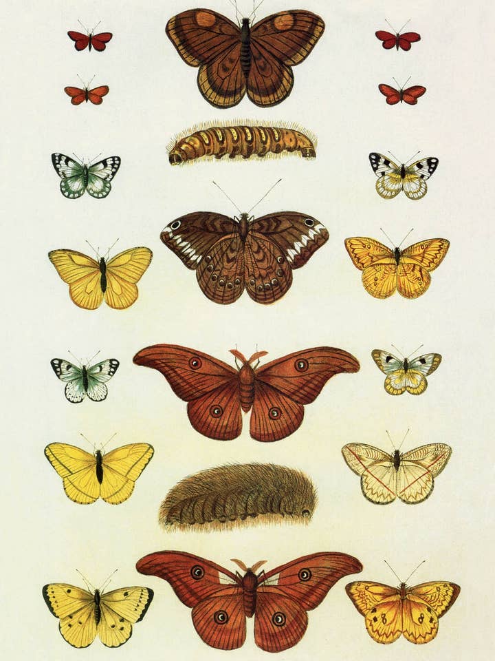 Postcard Butterflies and Moths (130829) for wholesale by The Knowledge of Things by Catch Publishing