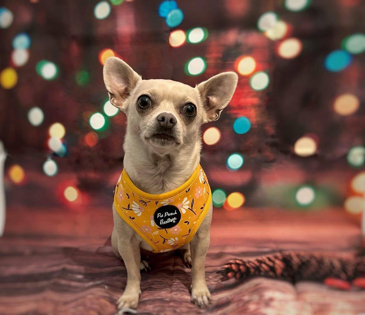 Pet Pooch Boutique - Vente Harnais – chien - Harnais pour chien Sunshine Daisy avec accessoire fleur optionnel6
