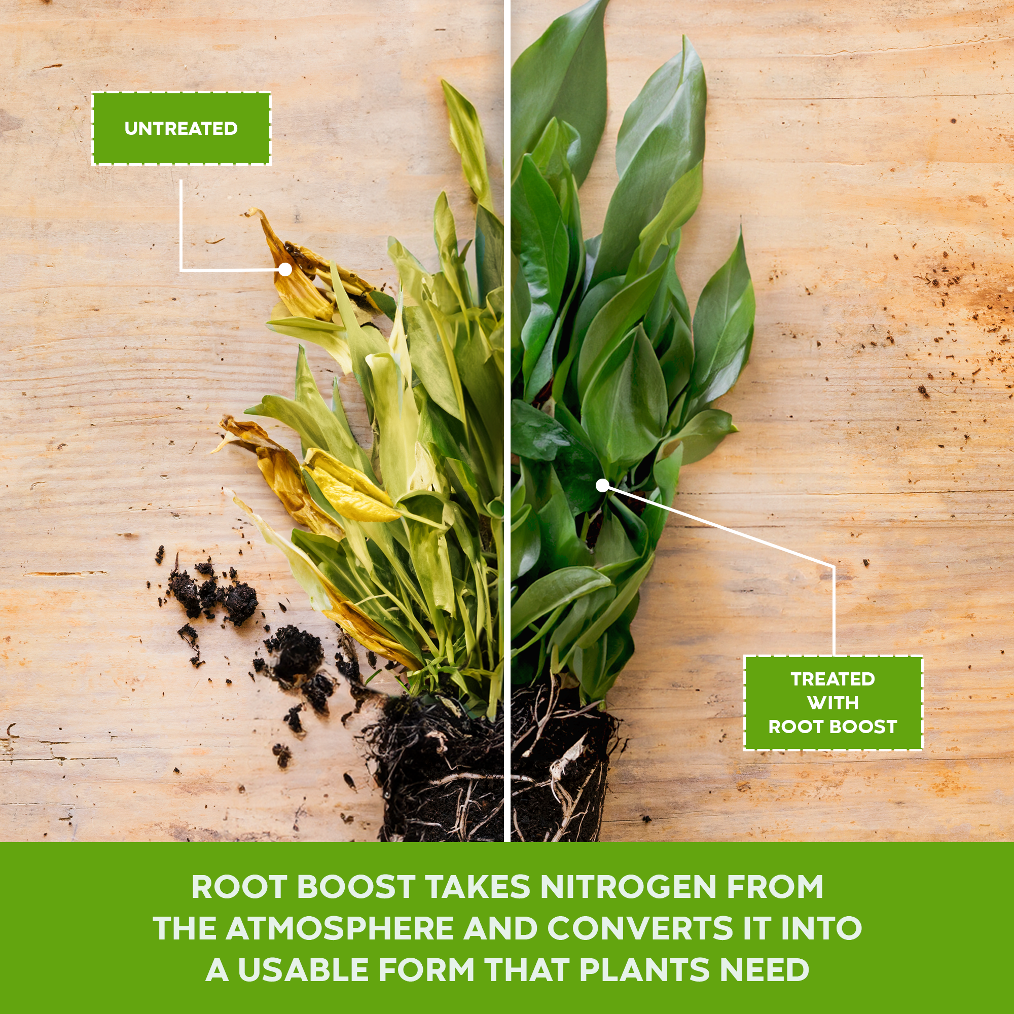 Big Foot Microbes - Wholesale Fertilizer - Natural Rooting Powder and Pea Inoculant, 2 oz case 20 units2