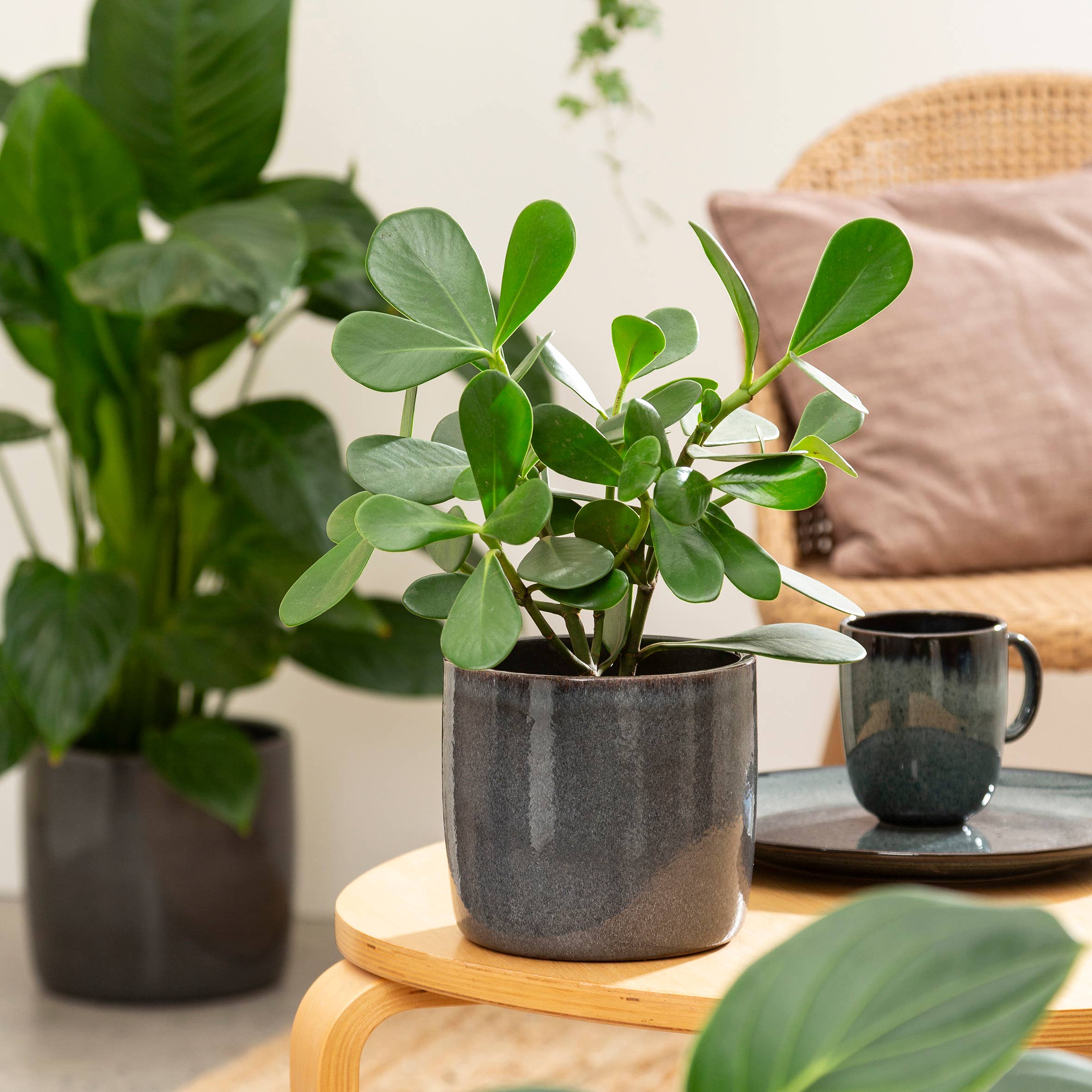 Scheurich – Großhandel Blumentopf – Blumentopf/Übertopf Solido 900 Mystic aus Keramik2