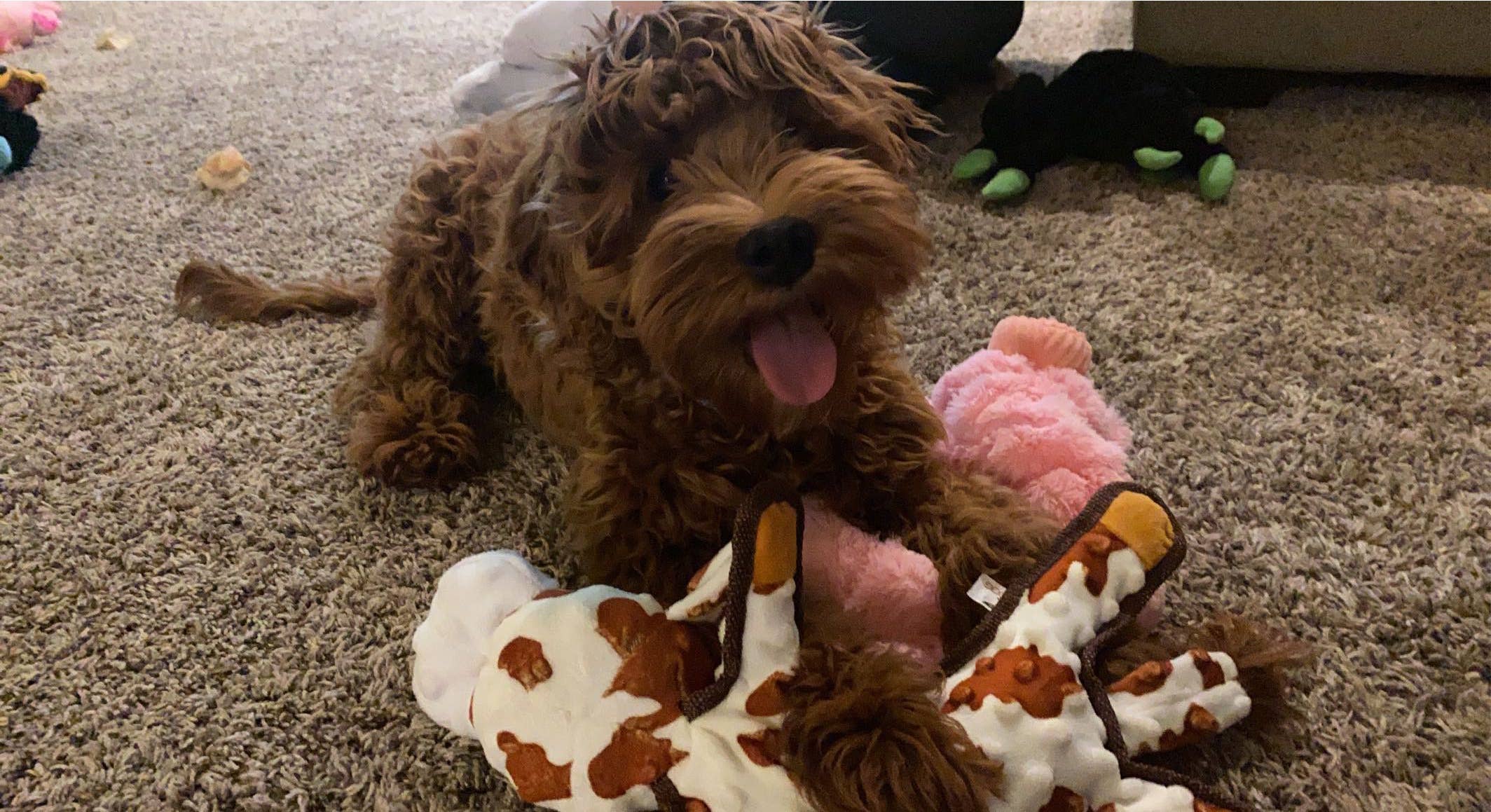 STEELDOG USA LLC - Wholesale Pet Plush Toy - Dog - Baby Bump Flat Brown Cow2