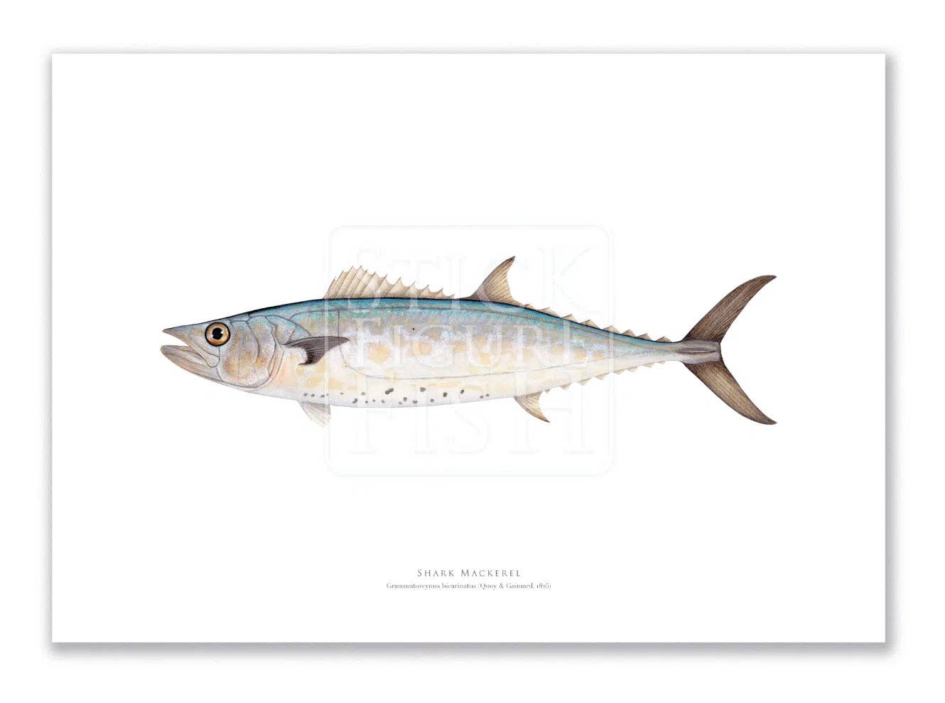 Stick Figure Fish - Wholesale Art print - Shark Mackerel - Fine Art Print