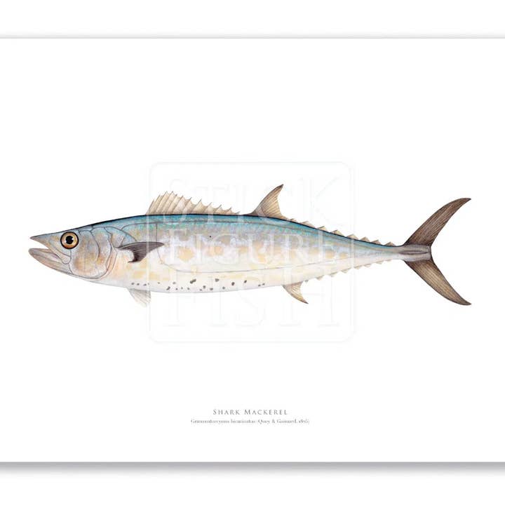 Stick Figure Fish - Wholesale Art print - Shark Mackerel - Fine Art Print0