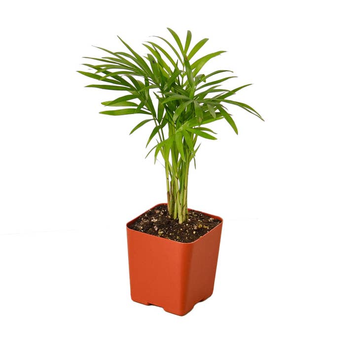 House Plant Wholesale WEST - Wholesale Live Plant - Parlor Palm4