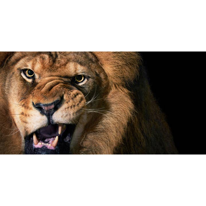 Abrams - Wholesale Display Book - Feline5