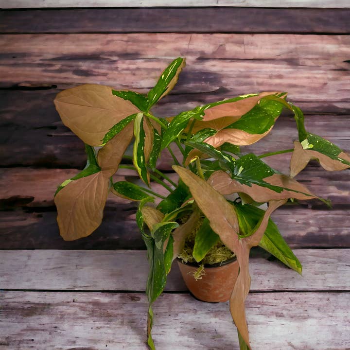 Native Transplants - Wholesale Live Plant - Syngonium Tricolor