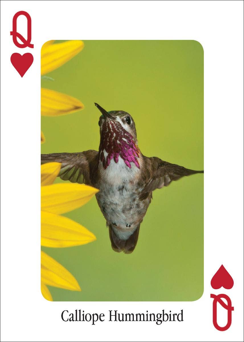 AdventureKEEN - Wholesale Playing Cards - Hummingbirds Playing Cards3
