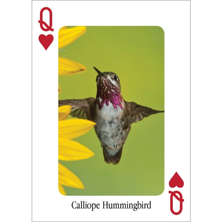 AdventureKEEN - Wholesale Playing Cards - Hummingbirds Playing Cards3