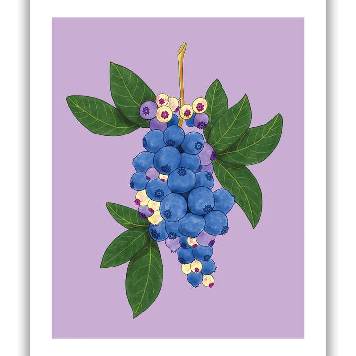 Blueberries in bloom print for wholesale by Jodi Lynn's Emporium of Doodles