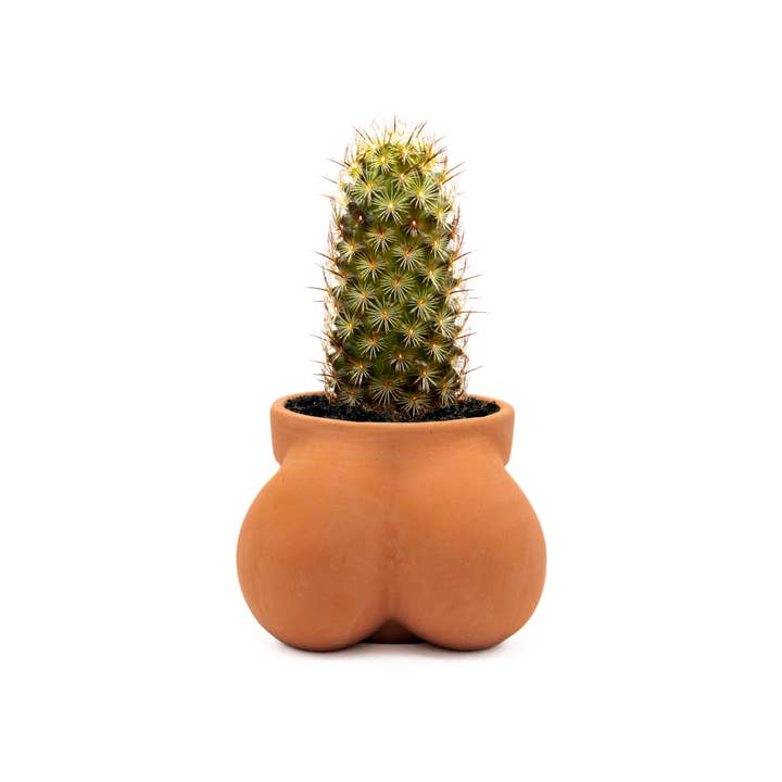 Cluster Folks - Vendita all'ingrosso Vasi per piante - Vaso in terracotta Terracoctus
