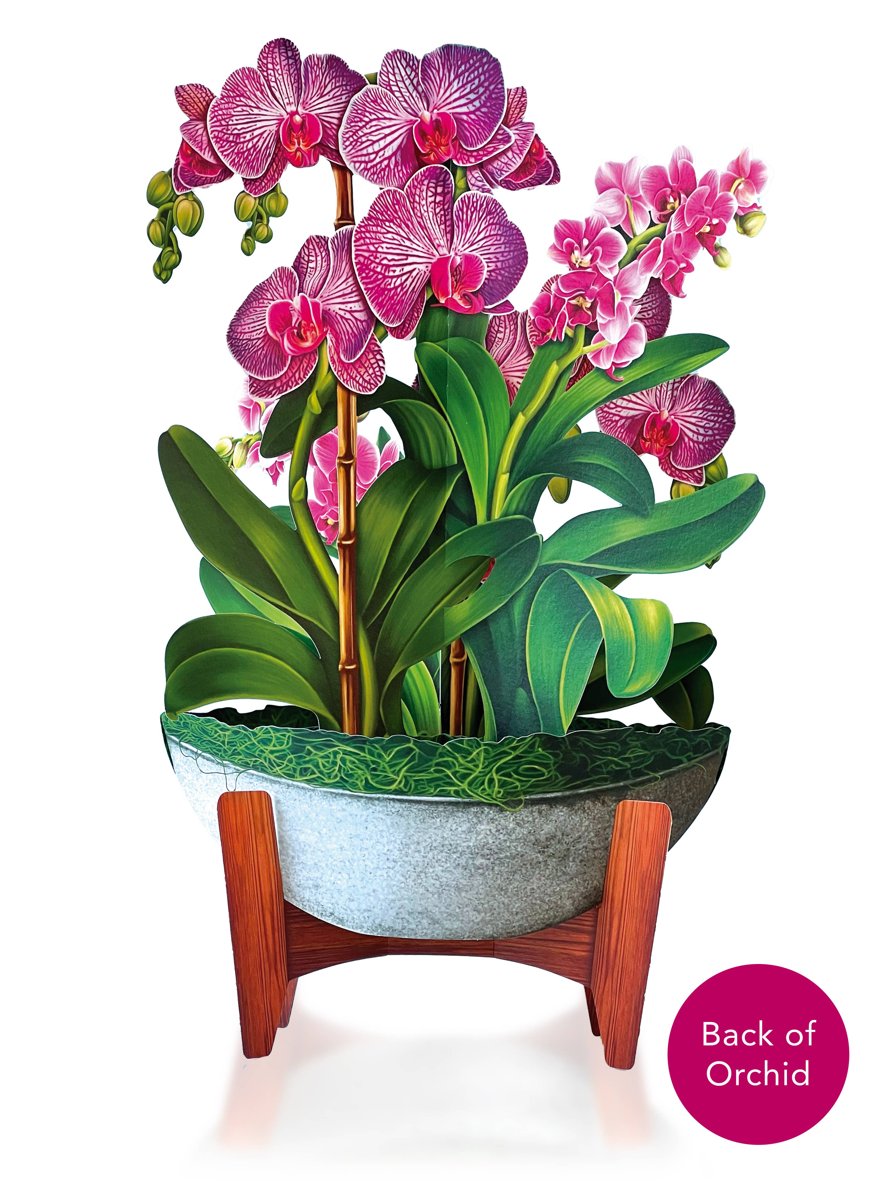 FreshCut Paper LLC - Wholesale Everyday greeting card - Orchid Oasis (8 Pop-up Greeting Cards)6