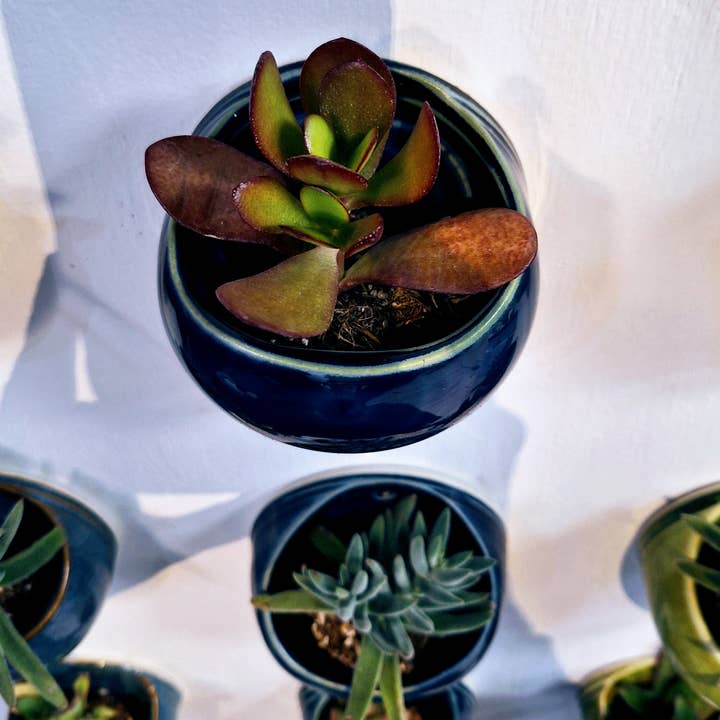 Plays in Mud Pottery - Wholesale Wall Planter - Succulent Wall Planter- Handmade Pottery- Made to Order7