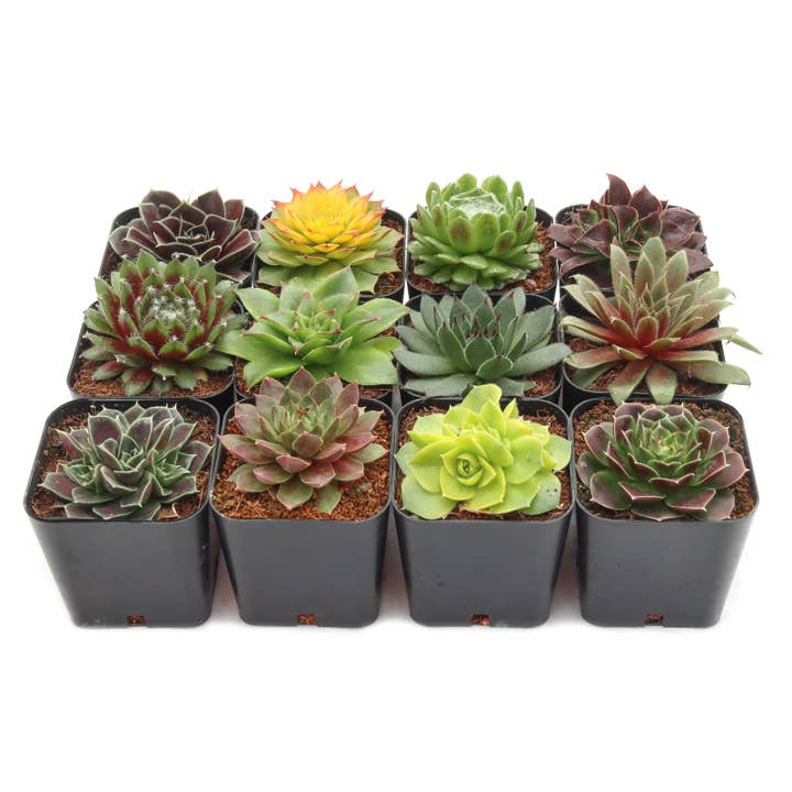 Mountain Crest Gardens - Wholesale Succulent - Sempervivum 12-Pack (12 Varieties, 2" Pots)