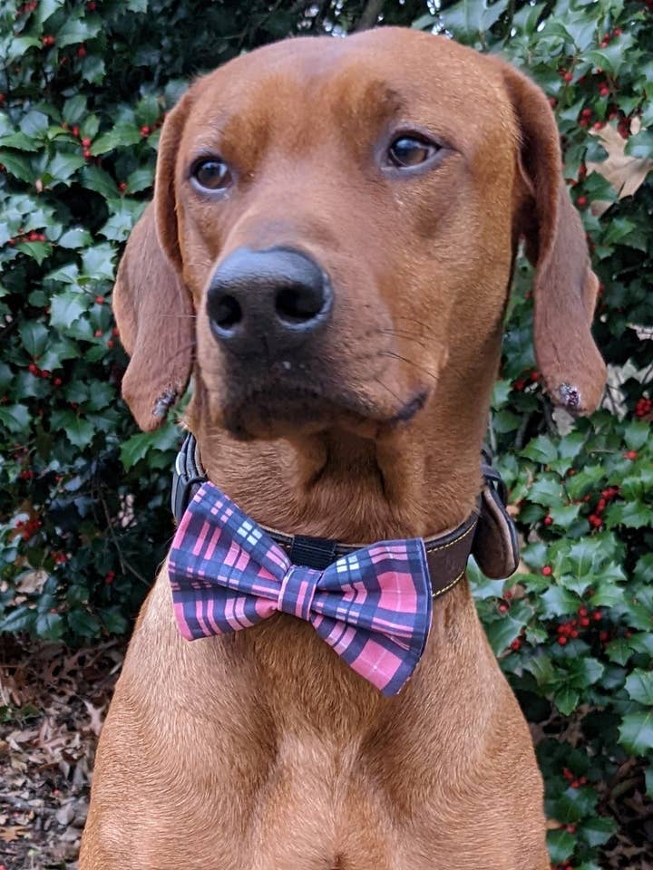 Pink/Blue Plaid Bow Tie for wholesale by Koa's Ruff Life