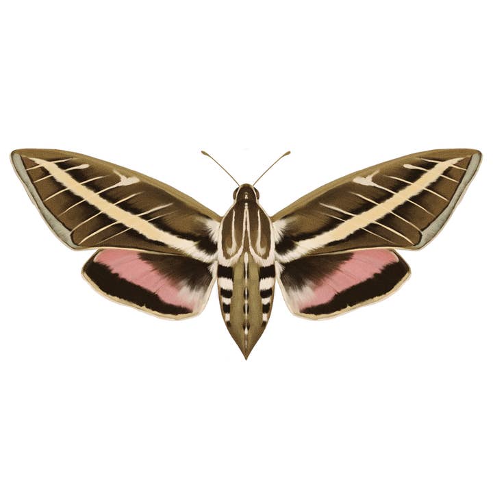 Sphinx Moth pour la vente par Rextooth Studios