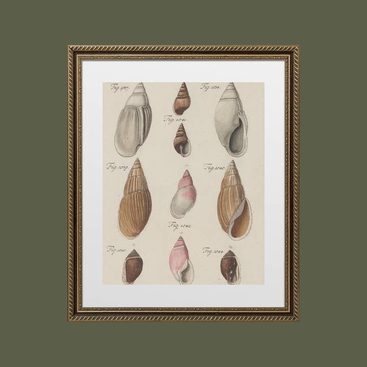 Sea to Skye - Wholesale Art Print - Antique Shells I Antique Print5