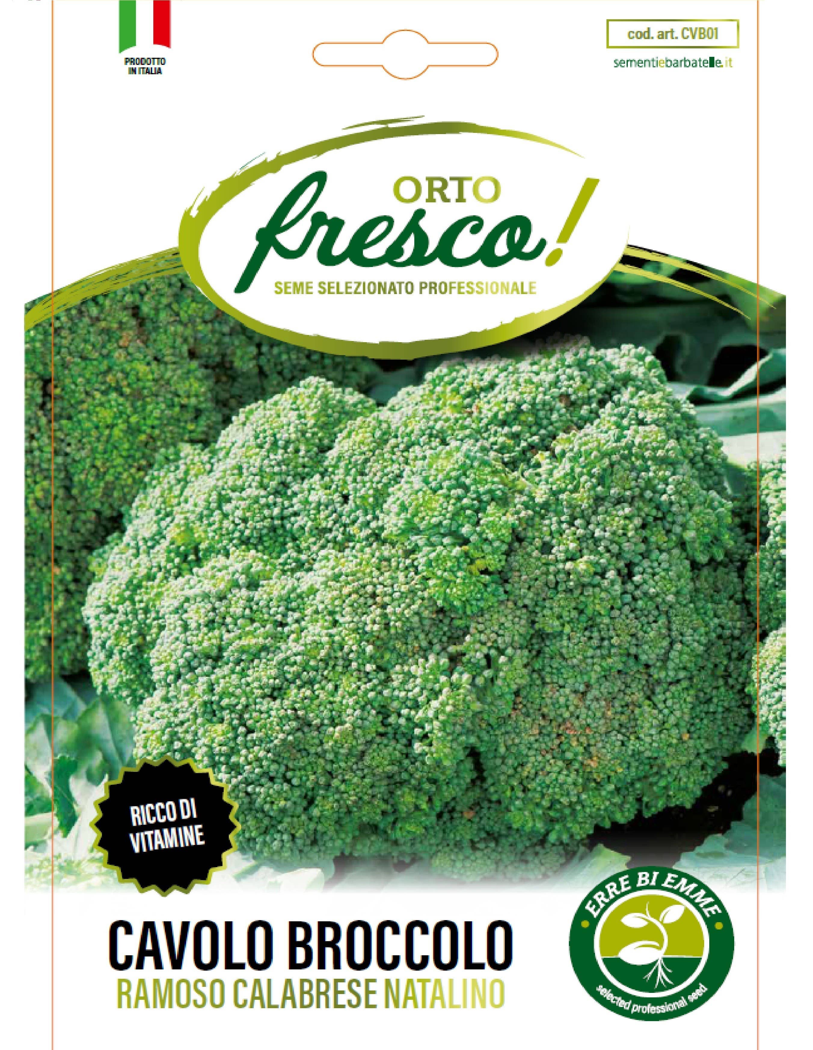 Sementi & Barbatelle - Vendita all'ingrosso Semi di piante - Cavolo Broccolo Ramoso Calabrese Natalino0