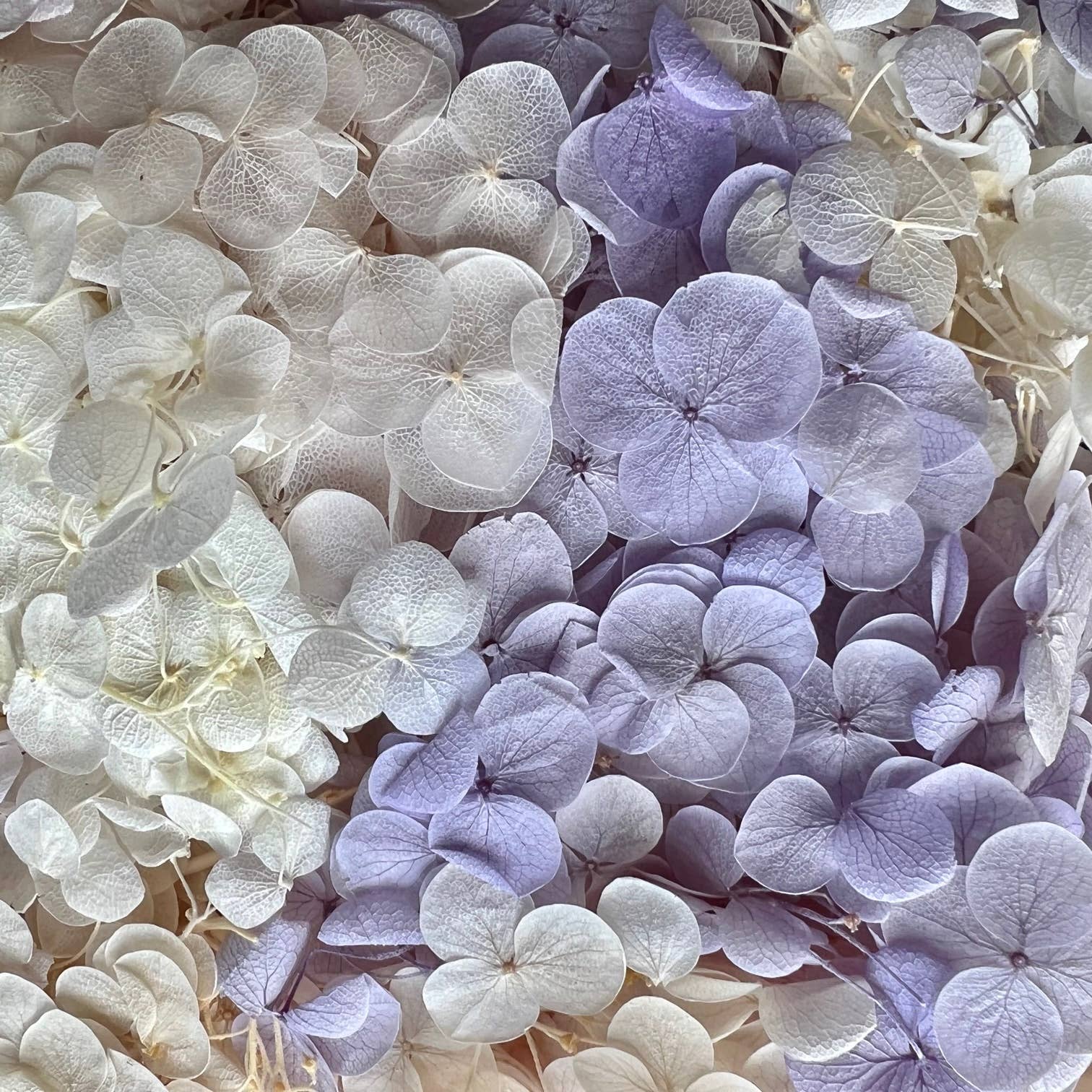 Flowery Work - Wholesale Dried/Pressed Flowers - 30 Colours Preserved & Dried Boxed Hydrangea Flower 30g18